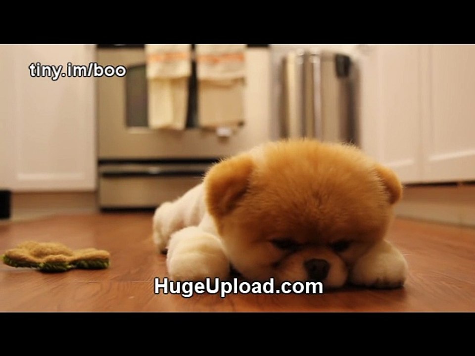 Boo - The World s Cutest Dog - Greatest Hits! ( All Videos HQ ) - MUST SEE!