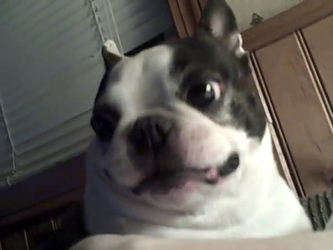 Boston Terrier dog likes his belly tickled! Funny face ~ CUTE! (Original)