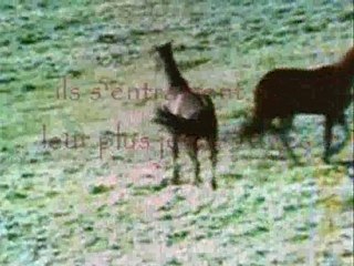 Chevaux sauvage