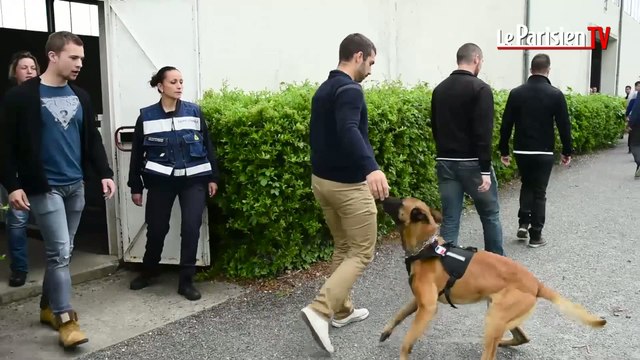 Des chiens entraînés à détecter les porteurs de ceintures explosives