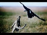 Leopard kills Vultures