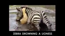 Amazing Animal Fight: Zebra Drowning A Lioness