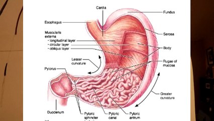 Projet science, Système digestif