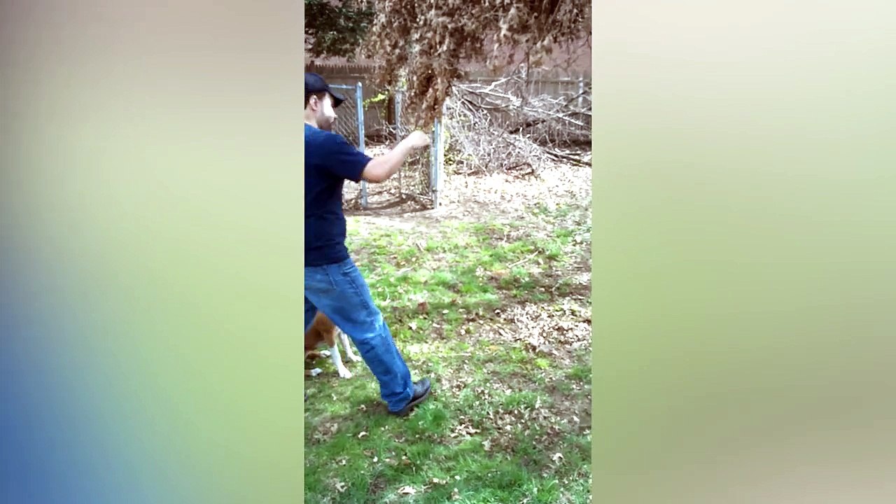 Dog Refuses To Let Go Of Tree