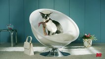 „Schluss mit dem Katzenjammer“ – bonprix Katzen 2016
