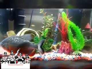 50 Cent Exposed Illuminati Ties part 1.5