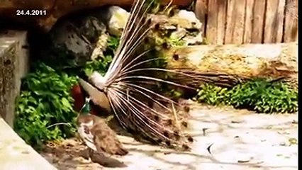 لحظة تزاوج الطاووس .. ما شاء الله مشهد روعة