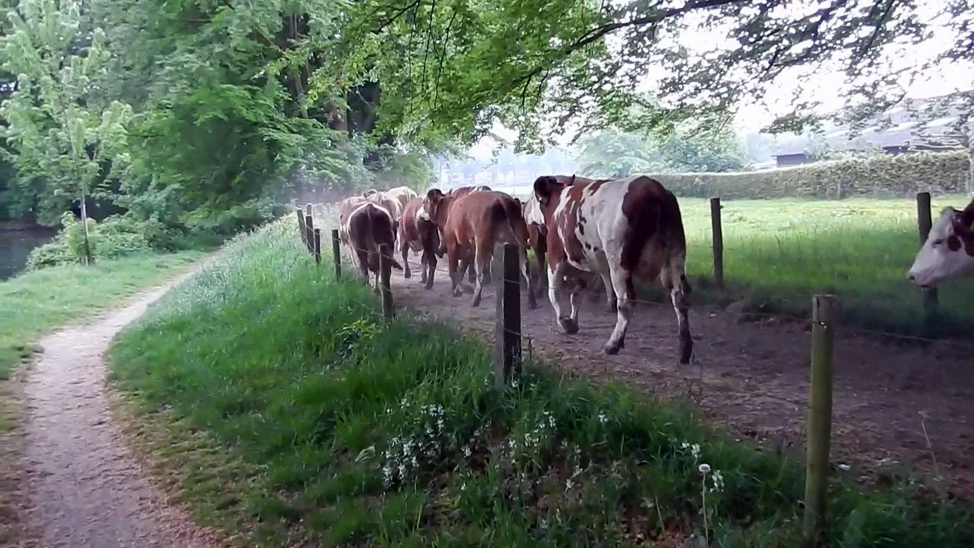 ⁣Biljoen Cows