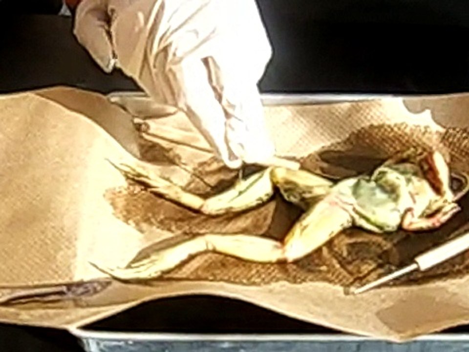 Frog Dissection part 1