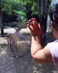 Senangnya Arsy Addara Lihat Rusa di Bali Safari and Marine Park Sama Bunda Ashanty
