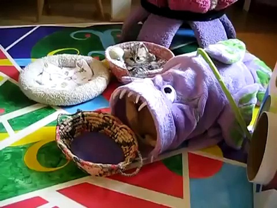 Funny Cute Cats and Kittens! - 2016
