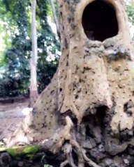 Video Arsy Addara Liburan di Bali Safari and Marine Park l Anang Hermansyah & Ashanty