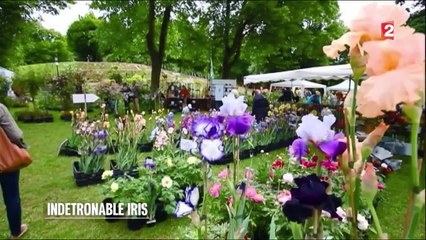 Jardin - L’iris, une valeur sûre - 2015/05/21