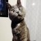 Kevin, le chat en permanance surpris - vidéo Dailymotion