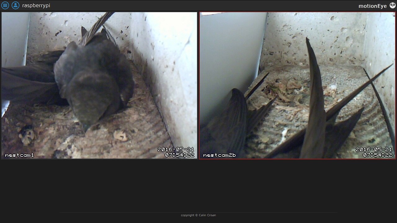 Mauersegler Nestcam 2016.05 - 21. Mai - Viel Betrieb am Morgen