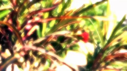 Ek E Pothe Cholnare - Imran N Sheniz - Bangla New Music Video Play music