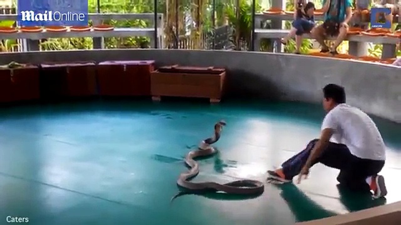 Playing with cobra