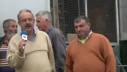 Chegada de Pombos Valência Del Cid ( parte 01 )