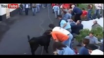 funny videos 2016 - funny bullfighting festival in Spain - Dailymotion