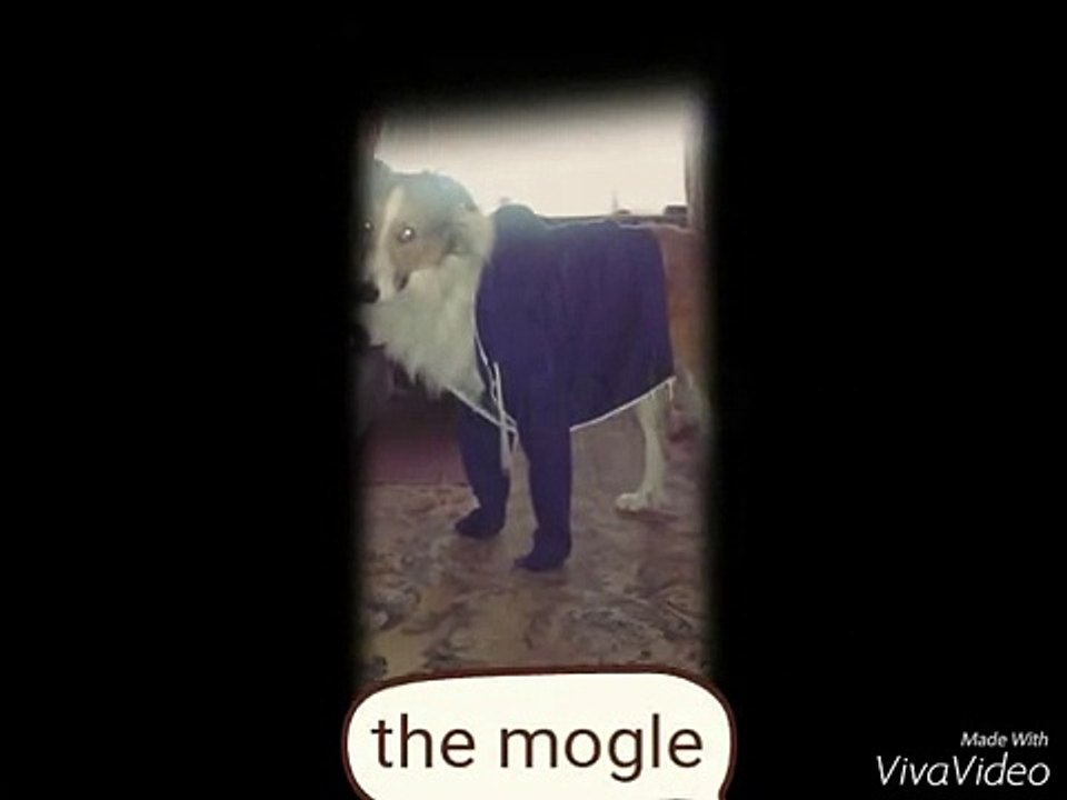 The mogle    by Áine Whelan   made with vivavideo     20 subscribers thank you