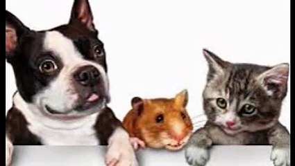 Dog Daycare Oceanside