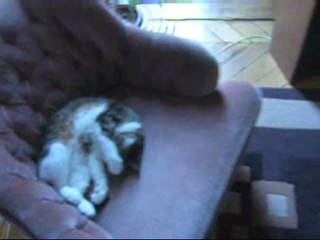 Chats actifs