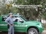 Letame sversato illecitamente nei terreni: sequestrata azienda zootecnica di Corato