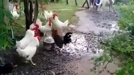 C.A-Teker Teker Gelin.