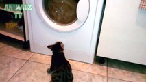 Crazy Funny Cats vs Washing Machines - Imaginary Enemy of Cats Compilation 2015