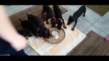 Ces chiots ont une façon très drôle de manger ! Ils nous donnent le tournis !