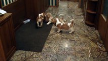 basset-hound puppies from moscow 2010-01-26 part 3.MP4