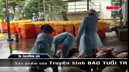 Heo chuẩn VietGAP dính chất cấm không liên quan hai hộ chăn nuôi tại Đồng Nai
