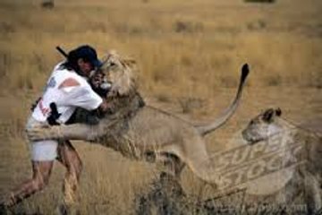 Lion Attacks Safari Hunter