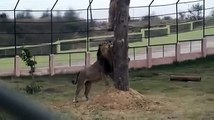 Lion King (Babbar Sher ) in Lion Safari Etawah