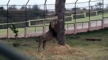 Lion King (Babbar Sher ) in Lion Safari Etawah