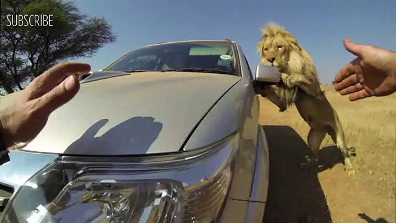 Lions Attack Car Full Of People