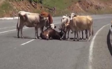 Sürüdeki hayvanlar kamyonun yaraladığı ineğin başından ayrılmadılar
