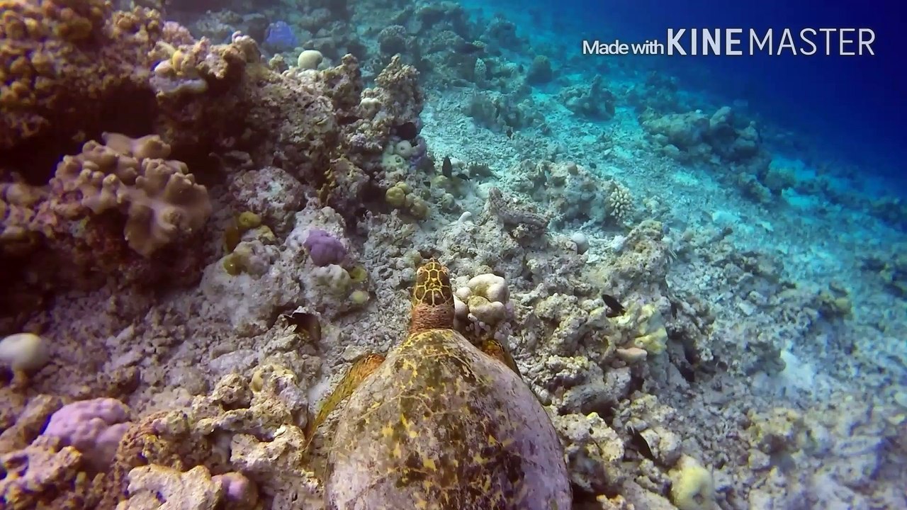 Snorkeling in Maldives