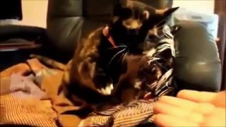 Funny cats funny clips videos compilation part 2