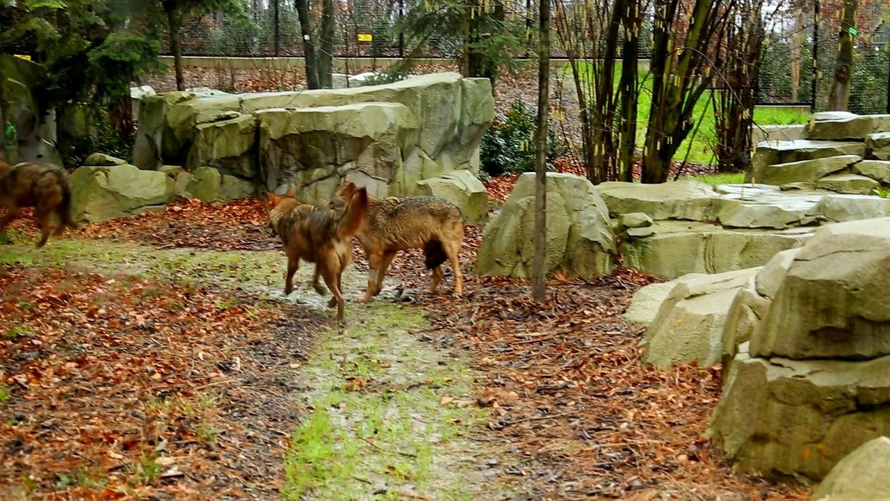 Zoo de Paris
