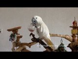 Harley the Cockatoo Drinks Patiently From a Glass