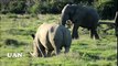 Legendary Battle - Buffalo vs Rhino, Elephant vs Rhino, Buffalo vs Elephant