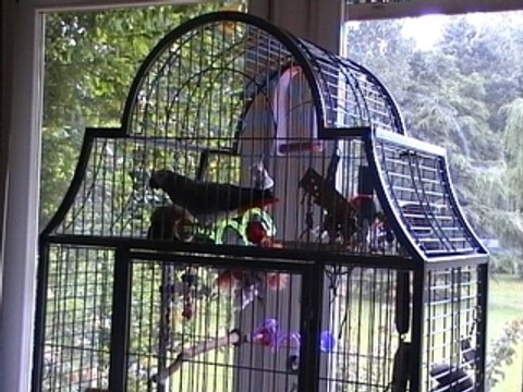 Tsuki le gris du gabon dit faut aller bosser