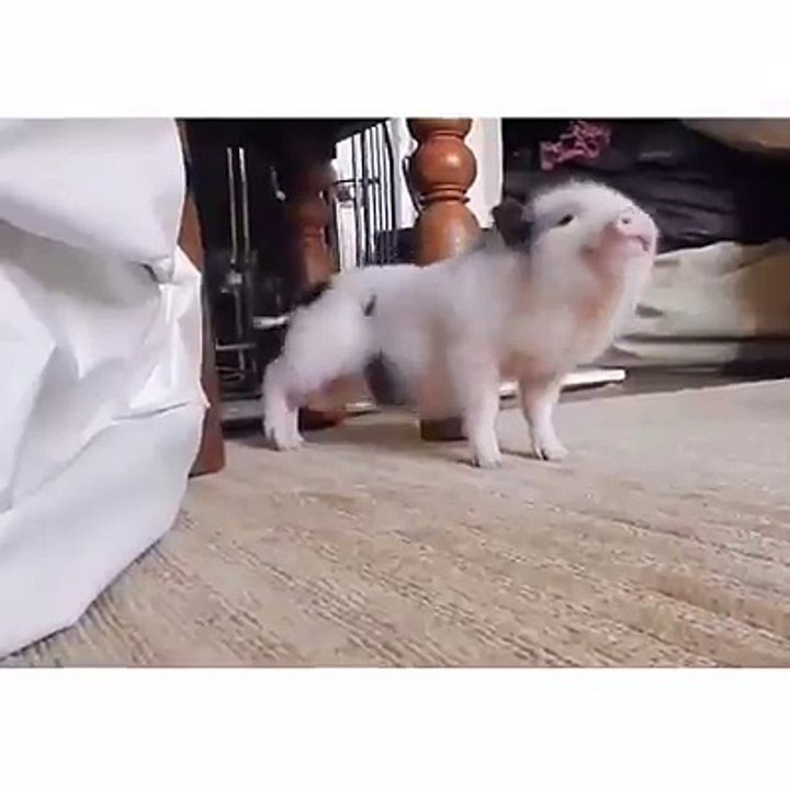 Cute Pig