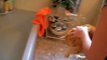 Elle veut donner le bain à son chat mais il pousse des cris qui vont vous faire mal au cœur !