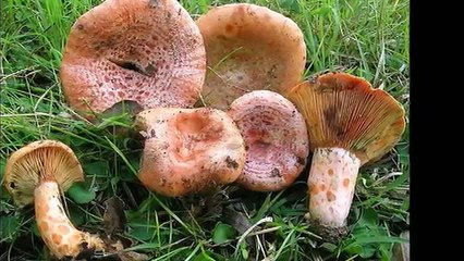 CLASSIFICA TOP 15 FUNGHI COMMESTIBILI