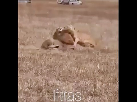 Fijate de que forma estas dos leonas enfrentan a este LEON cara a cara