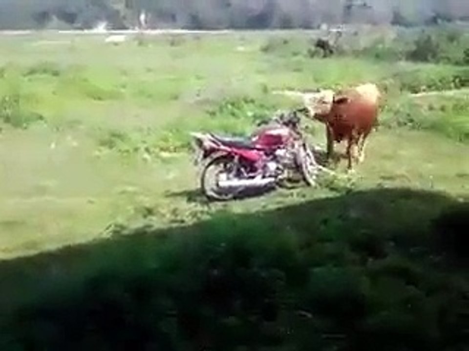 شاهد هذا العجل ماذا يفعل ههههههه