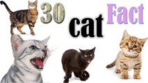 30 lists of Cool Facts about Cats You don't know