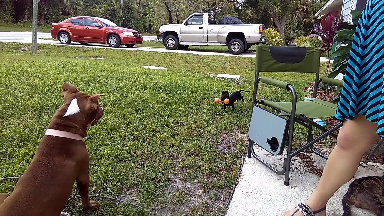 Lilly playing fetch